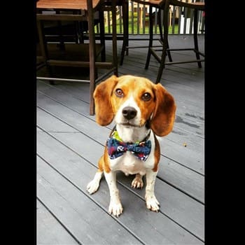 beagle-with-bow-tie 